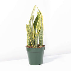 Variegated Golden Edge Sansevieria Snake Plant