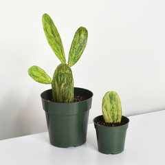 Variegated Opuntia Prickly Pear Cactus