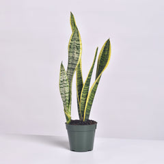 Variegated Golden Edge Sansevieria Snake Plant