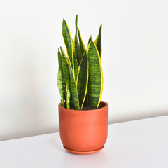 Variegated Golden Edge Sansevieria Snake Plant