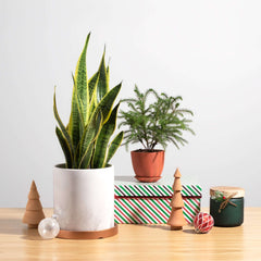 Variegated Golden Edge Sansevieria Snake Plant