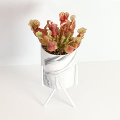 Sarracenia Purpurea 'Venosa Red' Carnivorous Plant