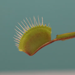 Red Venus Flytrap Carnivorous