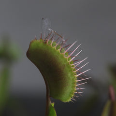 Carnival Plant Bundle Carnivorous