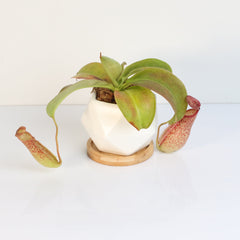 Tropical Pitcher Plant Nepenthes Miranda Carnivorous
