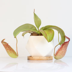 Tropical Pitcher Plant Nepenthes Miranda Carnivorous