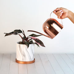 Lyfe Watering Can Rose Gold
