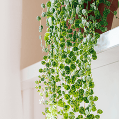 String of Turtles Trailing Plant