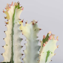 White Ghost Albo Succulent Plant