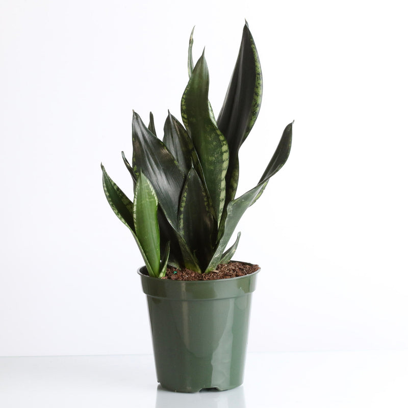 Whitney Sansevieria Snake Plant