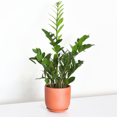 Whitney Round Terracotta Minimalist Planter - Empty