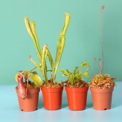 Savage Quad Carnivorous Plant Bundle