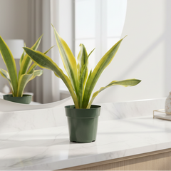 Yellowstone Sansevieria Snake Plant