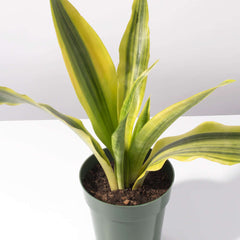 Yellowstone Sansevieria Snake Plant