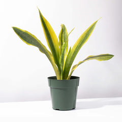 Yellowstone Sansevieria Snake Plant