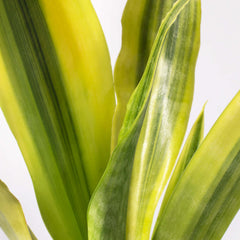 Yellowstone Sansevieria Snake Plant