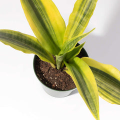 Yellowstone Sansevieria Snake Plant