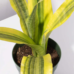 Yellowstone Sansevieria Snake Plant