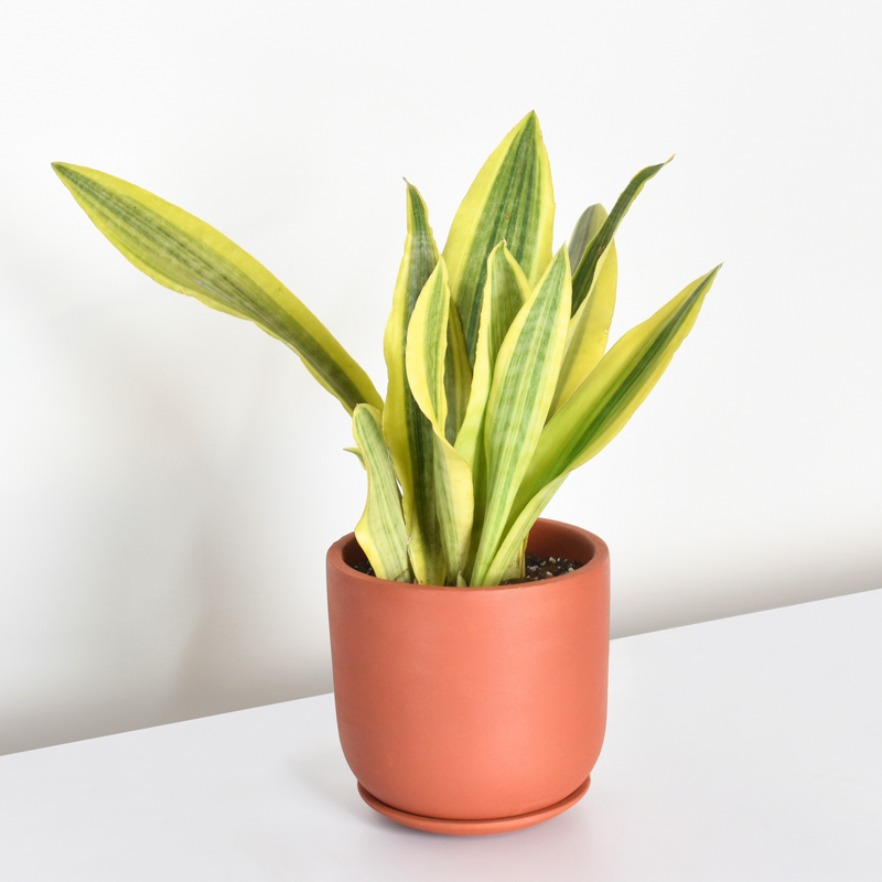 Yellowstone Sansevieria Snake Plant