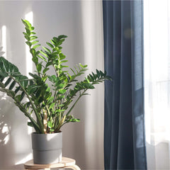 Zanzibar Gem Green ZZ Plant