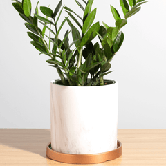 Zanzibar Gem Green ZZ Plant