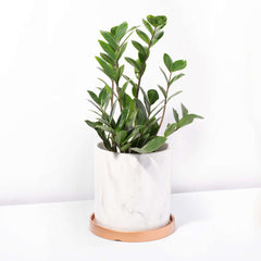 Zanzibar Gem Green ZZ Plant