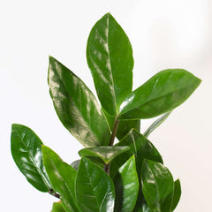 Zanzibar Gem Green ZZ Plant