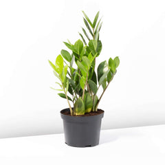 Zanzibar Gem Green ZZ Plant