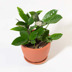 Zanzibar Gem Green ZZ Plant
