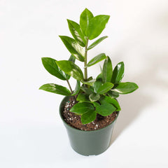 Zanzibar Gem Green ZZ Plant