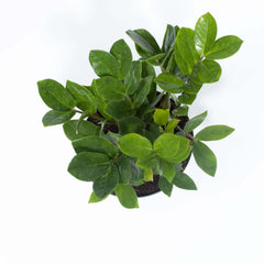 Zanzibar Gem Green ZZ Plant