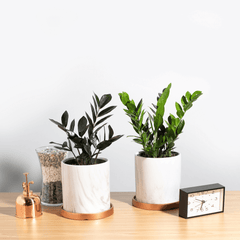 Zanzibar Gem Green ZZ Plant