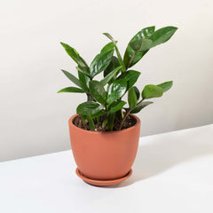 Zanzibar Gem Green ZZ Plant