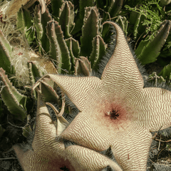 Stapelia Gigantea Zulu Giant Starfish Succulent