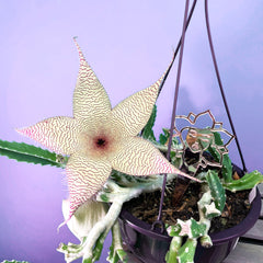 Stapelia Gigantea Zulu Giant Starfish Succulent