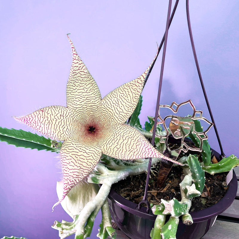Stapelia Gigantea Zulu Giant Starfish Succulent