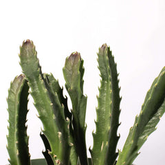 Stapelia Gigantea Zulu Giant Starfish Succulent