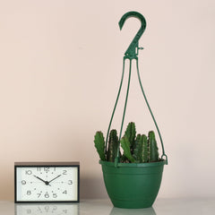 Stapelia Gigantea Zulu Giant Starfish Succulent