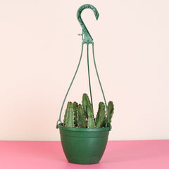 Stapelia Gigantea Zulu Giant Starfish Succulent