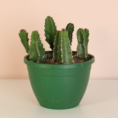 Stapelia Gigantea Zulu Giant Starfish Succulent