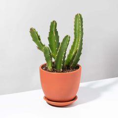 Stapelia Gigantea Zulu Giant Starfish Succulent