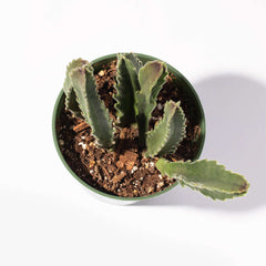 Stapelia Gigantea Zulu Giant Starfish Succulent