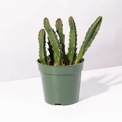Stapelia Gigantea Zulu Giant Starfish Succulent