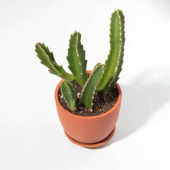 Stapelia Gigantea Zulu Giant Starfish Succulent
