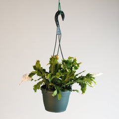 Zygo Cactus