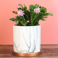 Zygo Cactus