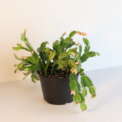 Zygo Cactus