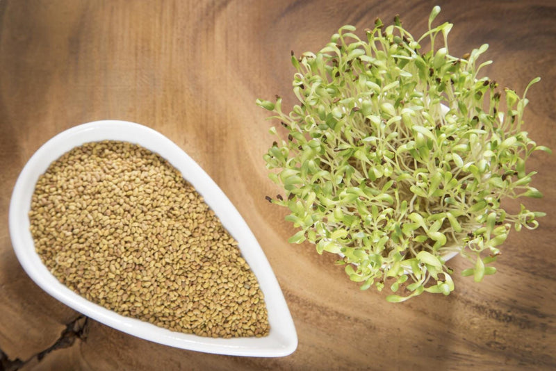 Alfalfa Seeds – Organic Sprouting Seeds – Non-Gmo Premium Alfalfa Seeds – Rich in Vitamins, Minerals, Fiber