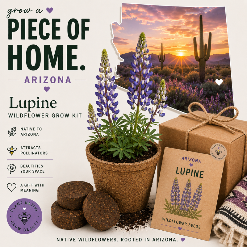 Arizona Lupine Grow Kit