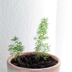 Asparagus Meyeri 'Foxtail Fern' Seeds